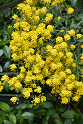 Golden Spring Alpine Alyssum (Alyssum wulfenianum 'Golden Spring') at Canadale Nurseries