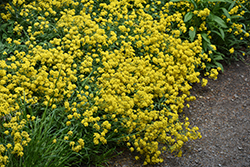 Golden Spring Alpine Alyssum (Alyssum wulfenianum 'Golden Spring') at Canadale Nurseries