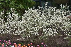 Mt. Airy Fothergilla (Fothergilla major 'Mt. Airy') at Canadale Nurseries