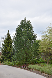 Vanderwolf's Pyramid Pine (Pinus flexilis 'Vanderwolf's Pyramid') at Canadale Nurseries