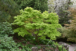 Golden Full Moon Maple (Acer shirasawanum 'Aureum') at Canadale Nurseries