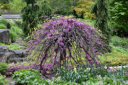 Lavender Twist Redbud (Cercis canadensis 'Covey') at Canadale Nurseries