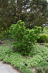 Mikawa Yatsubusa Japanese Maple (Acer palmatum 'Mikawa Yatsubusa') at Canadale Nurseries