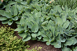 Halcyon Hosta (Hosta 'Halcyon') at Canadale Nurseries