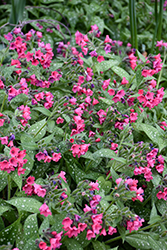 Shrimps On The Barbie Lungwort (Pulmonaria 'Shrimps On The Barbie') at Canadale Nurseries