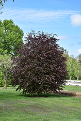 Rivers Purple Beech (Fagus sylvatica 'Riversii') at Canadale Nurseries