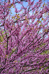 Eastern Redbud (tree form) (Cercis canadensis '(tree form)') at Canadale Nurseries