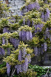 Macrobotrys Wisteria (Wisteria floribunda 'Macrobotrys') at Canadale Nurseries