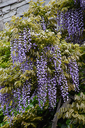 Macrobotrys Wisteria (Wisteria floribunda 'Macrobotrys') at Canadale Nurseries