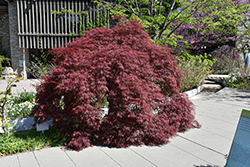 Inaba Shidare Cutleaf Japanese Maple (Acer palmatum 'Inaba Shidare') at Canadale Nurseries