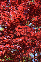 Emperor I Japanese Maple (Acer palmatum 'Wolff') at Canadale Nurseries