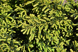 Emerald Spreader Yew (Taxus cuspidata 'Emerald Spreader') at Canadale Nurseries