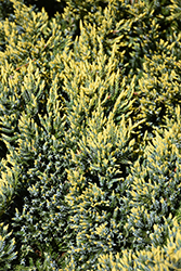 Dream Joy Juniper (Juniperus squamata 'Dream Joy') at Canadale Nurseries
