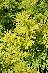 Golden Tower Elder (Sambucus nigra 'Jdeboer001') at Canadale Nurseries