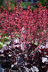 Timeless Treasure Coral Bells (Heuchera 'Timeless Treasure') at Canadale Nurseries