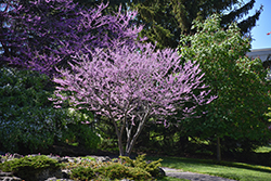 Eastern Redbud (Cercis canadensis) at Canadale Nurseries