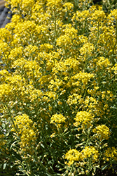 Golden Spring Alpine Alyssum (Alyssum wulfenianum 'Golden Spring') at Canadale Nurseries