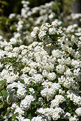 Vanhoutte Spirea (Spiraea x vanhouttei) at Canadale Nurseries