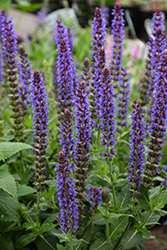 Violet Riot Sage (Salvia nemorosa 'Violet Riot') at Canadale Nurseries