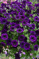 Supertunia Mini Vista Midnight Petunia (Petunia 'Supertunia Mini Vista Midnight') at Canadale Nurseries