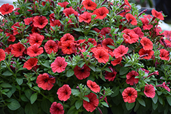 Supertunia Mini Vista Scarlet Petunia (Petunia 'Supertunia Mini Vista Scarlet') at Canadale Nurseries