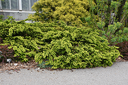 Emerald Spreader Yew (Taxus cuspidata 'Emerald Spreader') at Canadale Nurseries