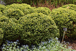 Green Velvet Boxwood (Buxus 'Green Velvet') at Canadale Nurseries