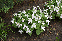 Great White Trillium (Trillium grandiflorum) at Canadale Nurseries