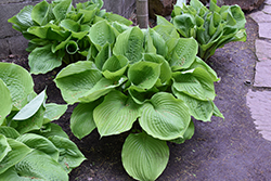 Sum and Substance Hosta (Hosta 'Sum and Substance') at Canadale Nurseries