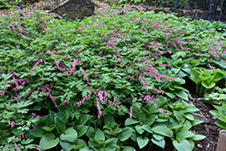 Common Bleeding Heart (Dicentra spectabilis) at Canadale Nurseries