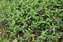 Wine Periwinkle (Vinca minor 'Atropurpurea') at Canadale Nurseries