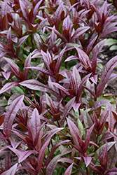 Onyx and Pearls Beard Tongue (Penstemon 'Onyx and Pearls') at Canadale Nurseries
