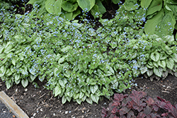 Jack Frost Bugloss (Brunnera macrophylla 'Jack Frost') at Canadale Nurseries