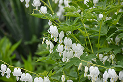 White Bleeding Heart (Dicentra spectabilis 'Alba') at Canadale Nurseries