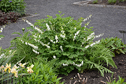 White Bleeding Heart (Dicentra spectabilis 'Alba') at Canadale Nurseries