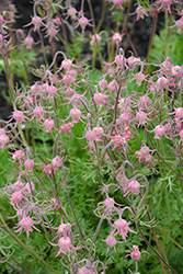 Prairie Smoke (Geum triflorum) at Canadale Nurseries