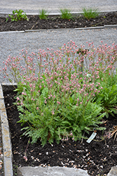 Prairie Smoke (Geum triflorum) at Canadale Nurseries