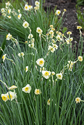 Minnow Miniature Daffodil (Narcissus 'Minnow') at Canadale Nurseries