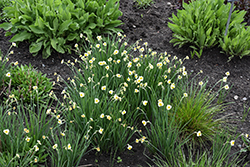 Minnow Miniature Daffodil (Narcissus 'Minnow') at Canadale Nurseries