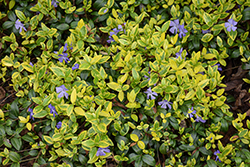 Illumination Periwinkle (Vinca minor 'Illumination') at Canadale Nurseries