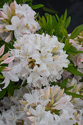 White Lights Azalea (Rhododendron 'White Lights') at Canadale Nurseries