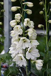 Guardian White Larkspur (Delphinium 'Guardian White') at Canadale Nurseries