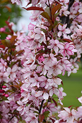 Royal Raindrops Flowering Crab (Malus 'JFS-KW5') at Canadale Nurseries