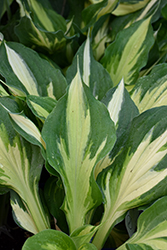 Christmas Candy Hosta (Hosta 'Christmas Candy') at Canadale Nurseries