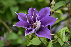 Bijou Clematis (Clematis 'Bijou') at Canadale Nurseries