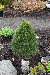 Green Penguin Scotch Pine (Pinus sylvestris 'Green Penguin') at Canadale Nurseries