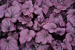 Electric Plum Coral Bells (Heuchera 'Electric Plum') at Canadale Nurseries