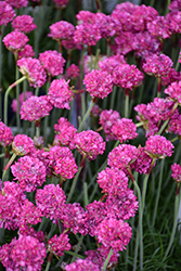 Dusseldorf Pride Sea Thrift (Armeria maritima 'Dusseldorf Pride') at Canadale Nurseries
