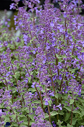 Junior Walker Catmint (Nepeta x faassenii 'Novanepjun') at Canadale Nurseries