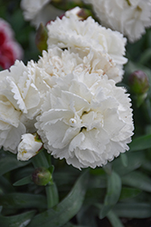 Sunflor Cosmos Carnation (Dianthus caryophyllus 'KOCOSMO') at Canadale Nurseries